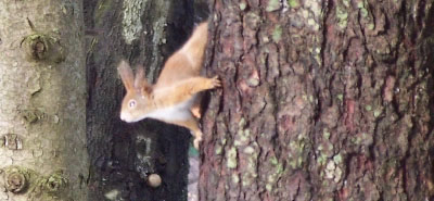 A mókuska