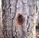 Woodpecker