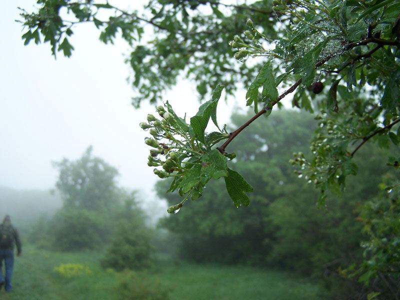 Ködben, harmatban